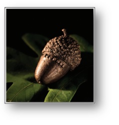 Bronze Acorn