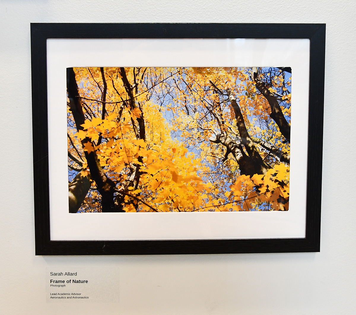 Framed photo of yellow leaves in a tree