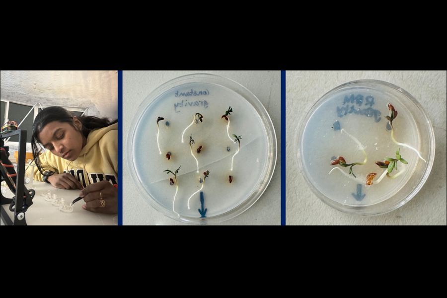 Seed germination experiment setup