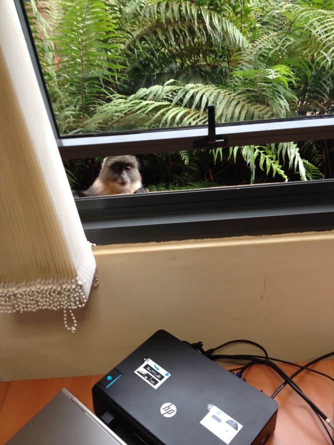 Monkey outside my window!