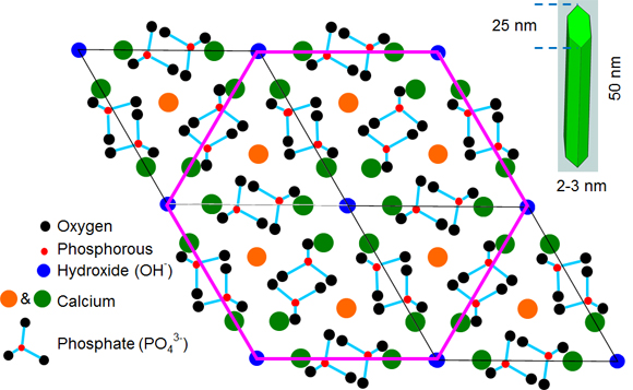 Hydroxyapatite Lattice