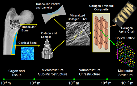 Bone Hierarchy