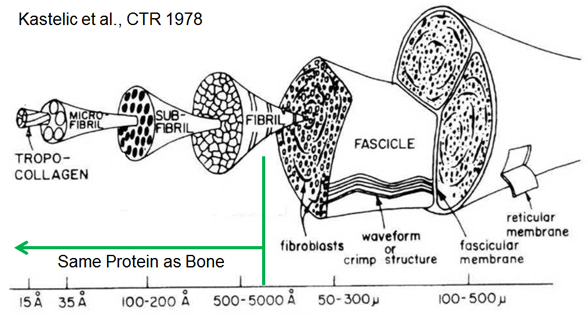 Tendon Hierarchy