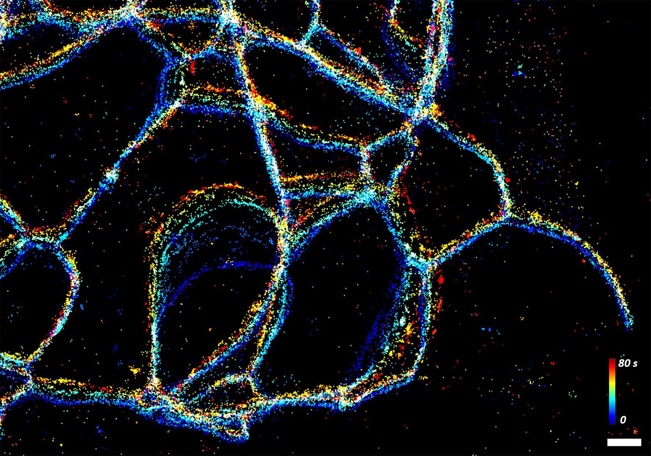 Endoplasmic reticulum (ER) dynamics at nanoscale

