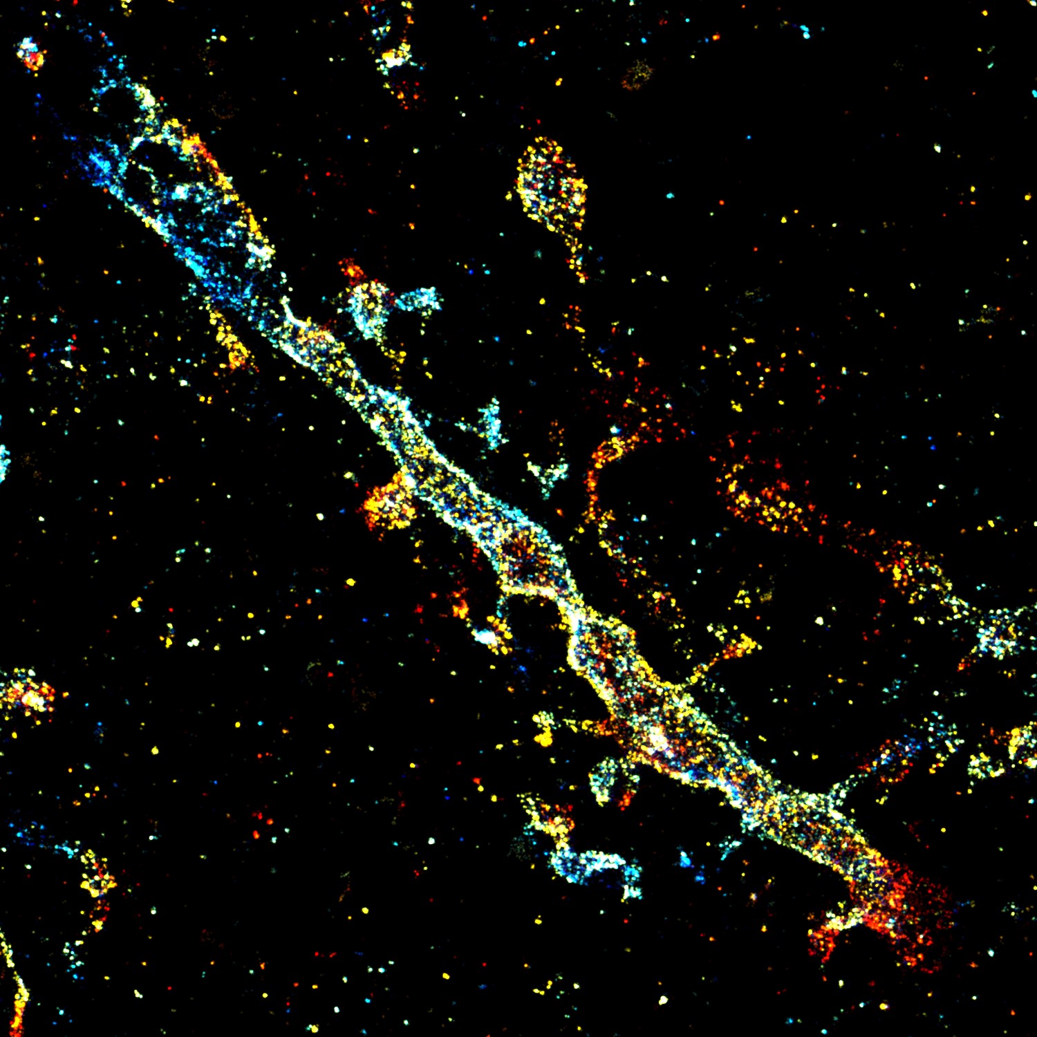 The Architecture of Thought