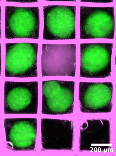 Putting the P in Purdue: Precision Magnetic Bioassembly Using Microrobot Grippers
