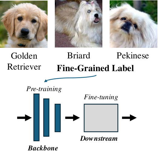 Fine-grained Labels