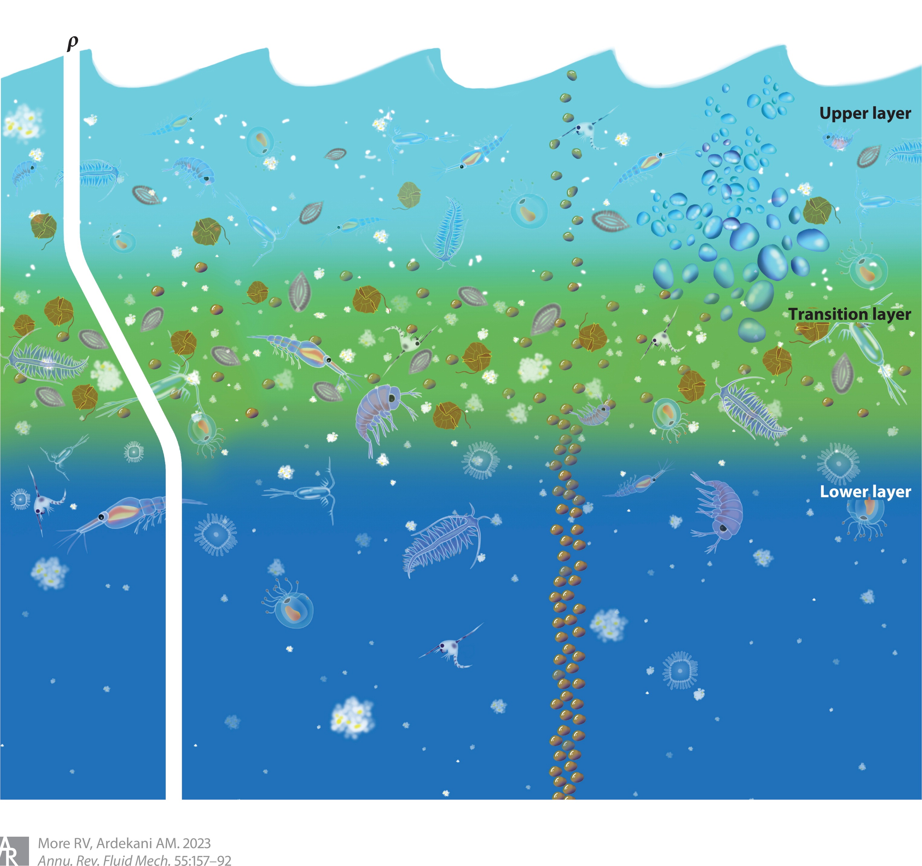 Stratified Fluids