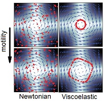 limit cycle in viscoelastic vortical flow