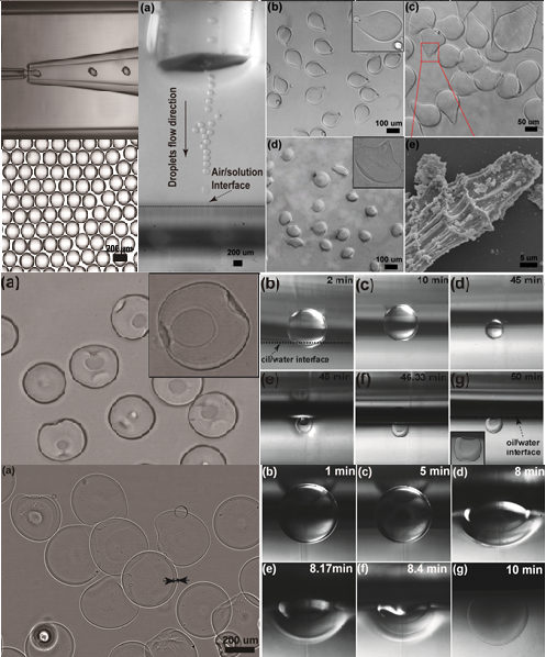 shape-tunable alginate microgels