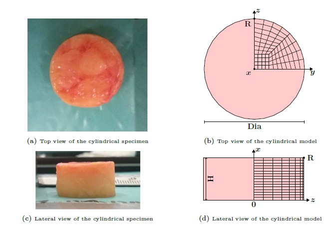 poro-viscoelastic model