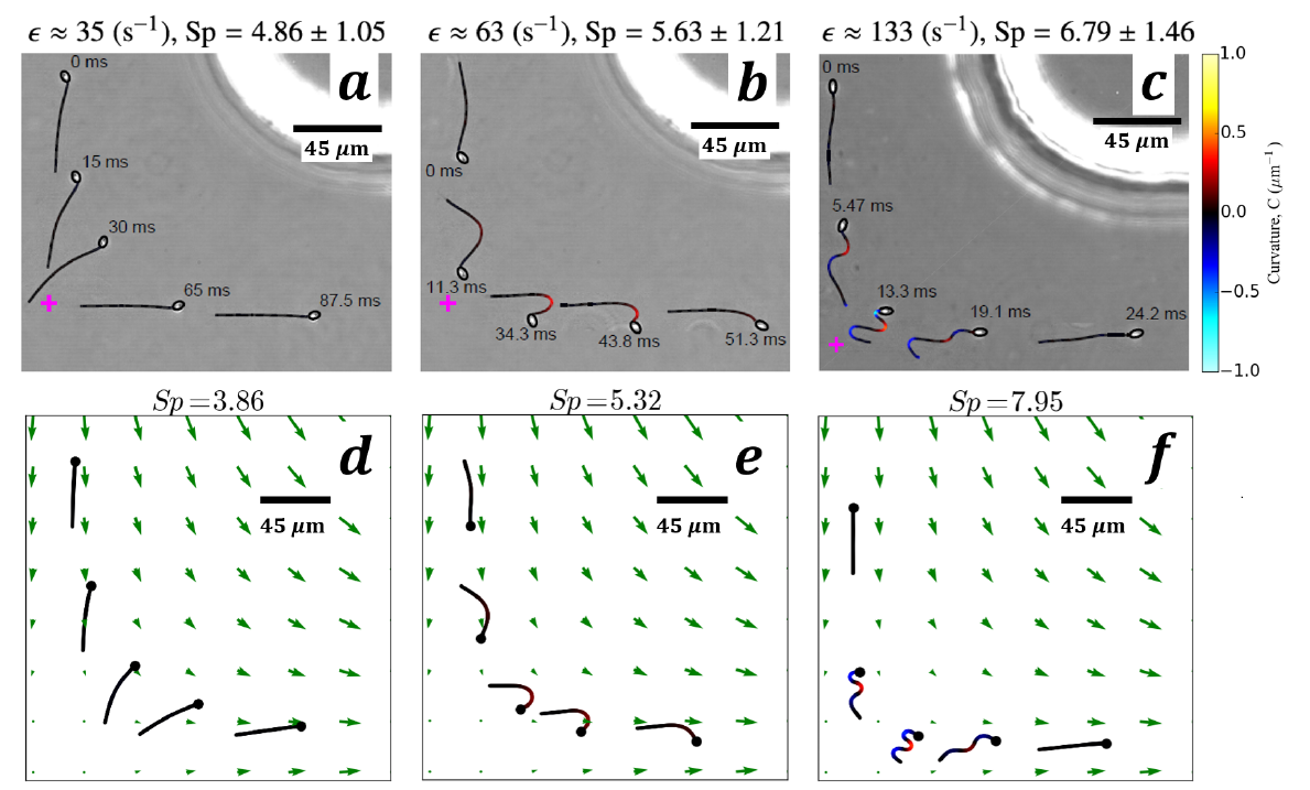 sperm extensional flow