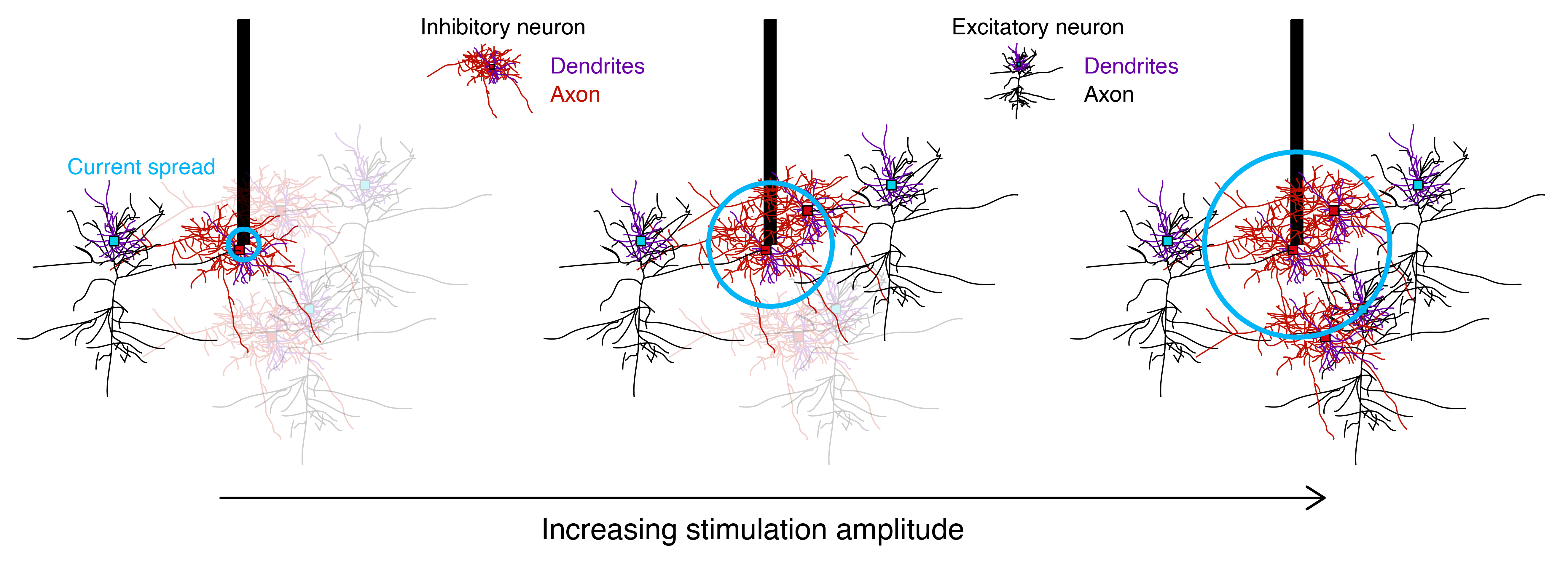 stimulation evoked activity