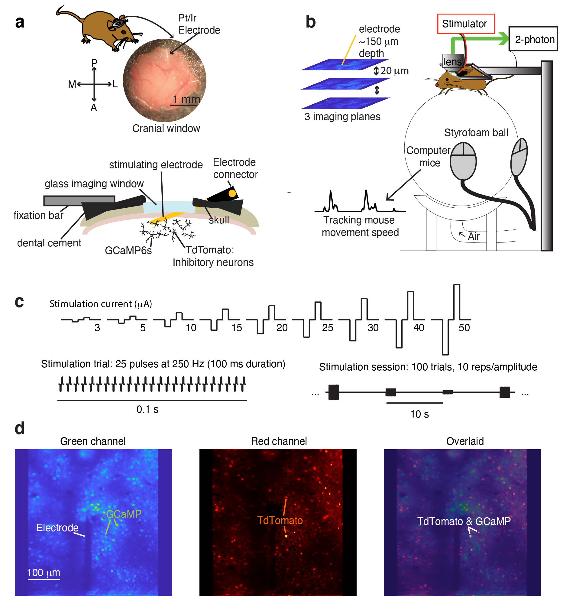 stimulation evoked activity