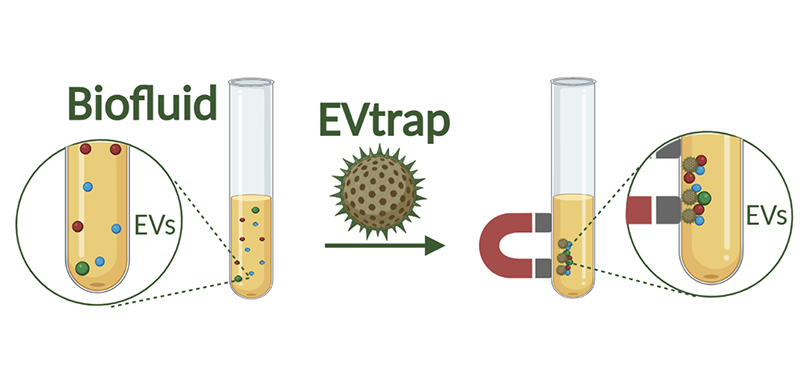 Technical illustration depicting a test tube that is filled with EVs and Biofluid. An arrow points right to show progress followed by an EVtrap and a testtub with the EVs attracted to a magnet.