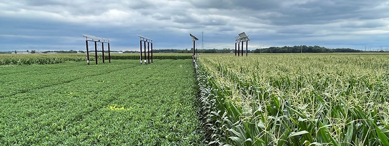 Photo of four sets of solar panels that are in a field of soybeans and corn.
