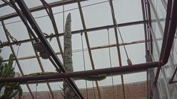 Agave Death Bloom - BTNY