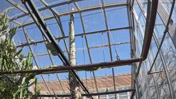 Agave Death Bloom - BTNY