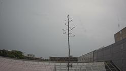 Agave Death Bloom - BTNY