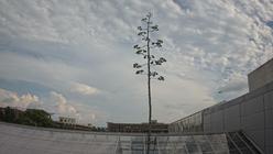 Agave Death Bloom - BTNY