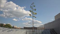 Agave Death Bloom - BTNY