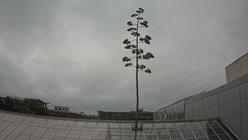 Agave Death Bloom - BTNY