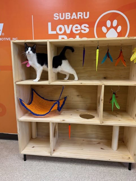 A black and white cat inside a wooden maze with toys