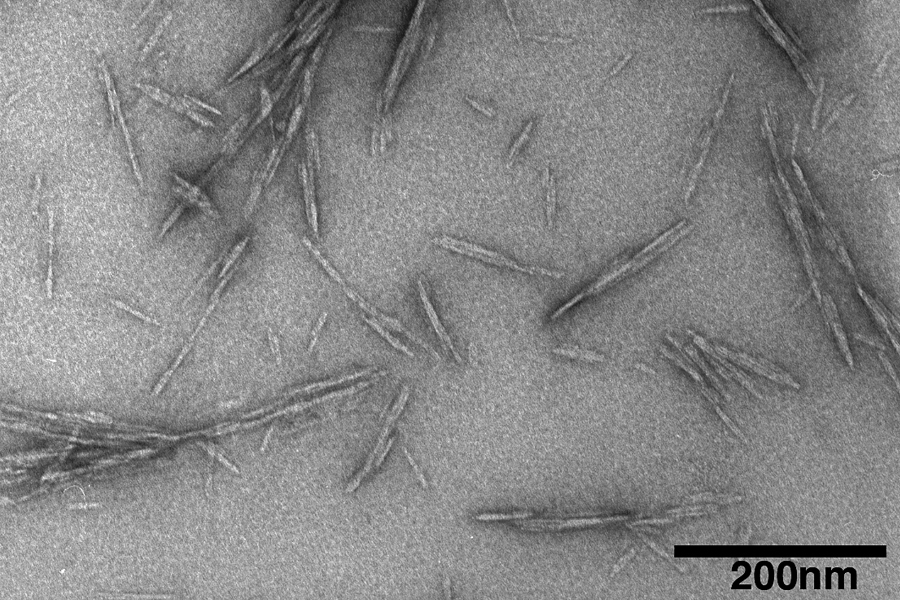 This transmission electron microscope shows cellulose nanocrystals, tiny structures derived from renewable sources that might be used to create a new class of biomaterials with many potential applications. The structures have been shown to increase strength of concrete.