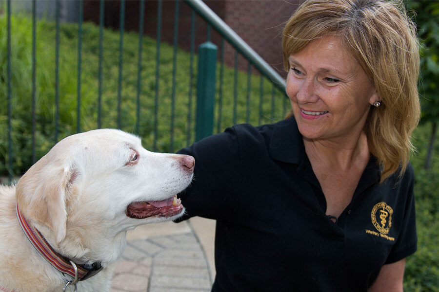 A new therapy is in a clinical stage of testing to reverse Type 1 diabetes in dogs, such as for 7-year-old Lexi, pictured next to her owner, Jan Goetz.