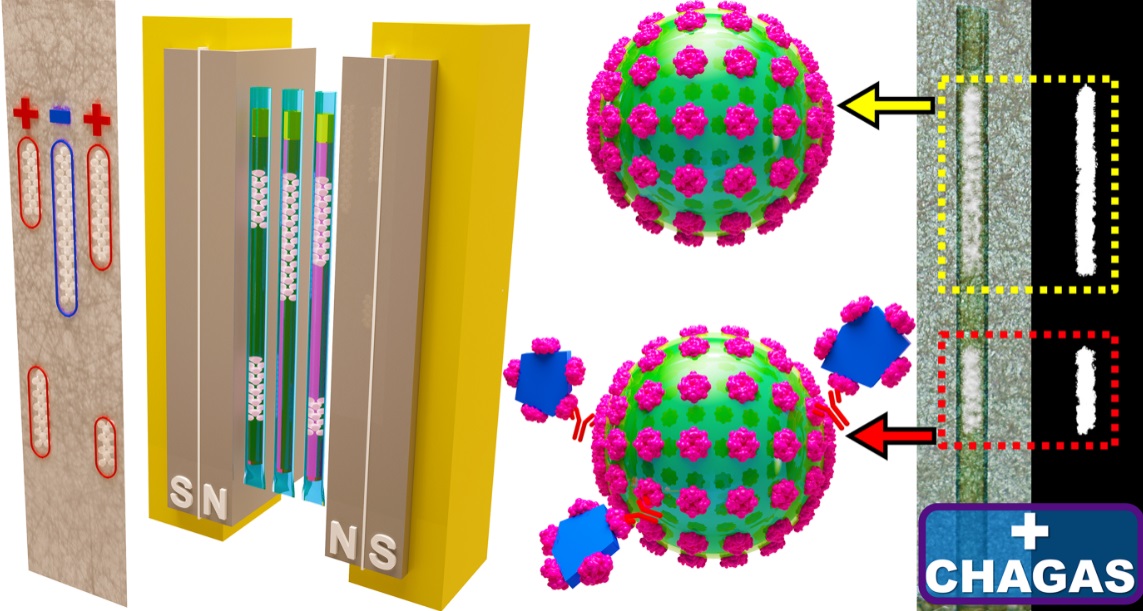 Table of contents image for Portable and power-free serodiagnosis of Chagas disease using magnetic levitating microbeads.
