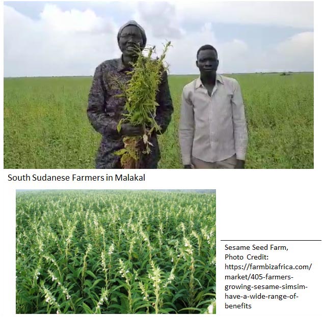 Collage of pictures of two men holding a crop, and a crop field