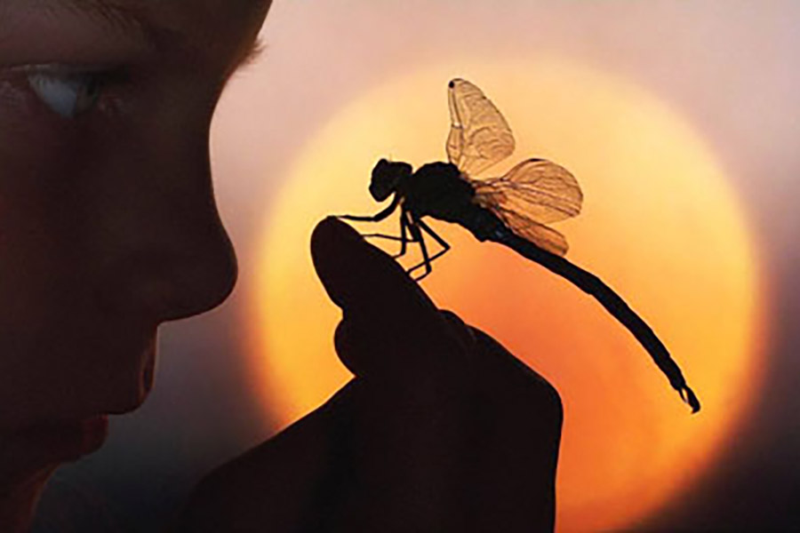 Person looking closely at the dragonfly perched on their hand with a yellow light behind them.