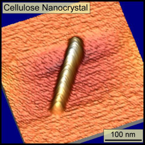Cellulose Nanocrystal