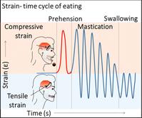 Cosmetically Adaptable Transparent Strain Sensor for Sensitively Delineating Patterns in Small Movements of Vital Human Organs