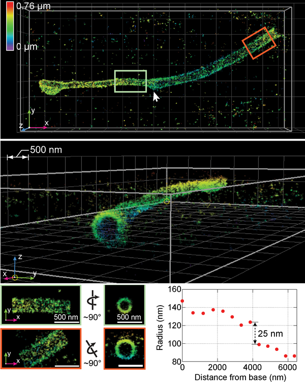 primary cilium visualization