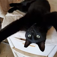 Cat, Cash, being goofy