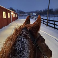 Horse, Harvey, in the snow