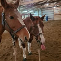 Horses, Keeper and Harvey