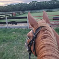 Horse, Keeper, out for a ride