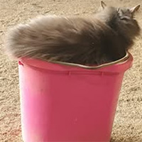 Cat, Loretta, in a buket