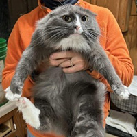 Cat, Loretta, not too keen on being picked up