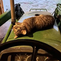 Cat, Sue, being lazy on the tractor