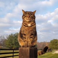 Cat, Sue, looking like he has a job