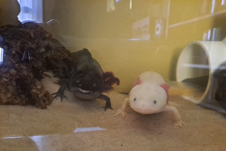 Rory, an axolotl