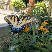 swallowtail butterfly in Lindsey Paynes rain garden