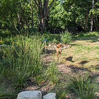 Frank, one of Lindsey Paynes twin fawns from 2025