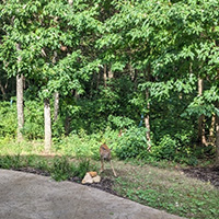 Junior, one of Lindsey Paynes twin fawns from 2025