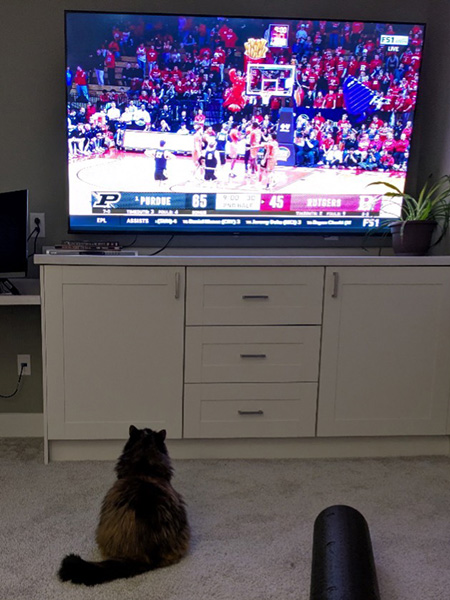 Momma Cat cheering on her favorite Purdue team