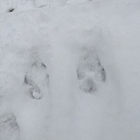 coyote family prints 