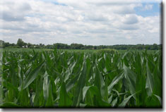 Corn (12KB)